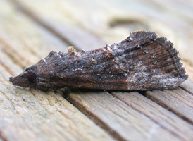 Black Snout